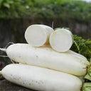 Jiujinyu White Radish Seeds, 10g
