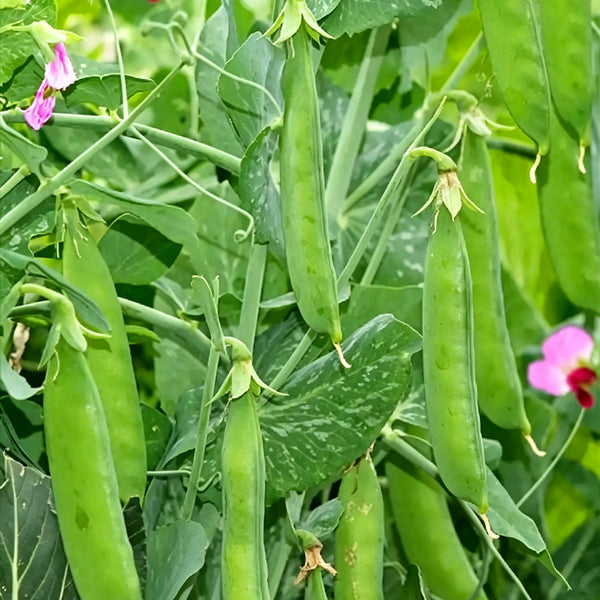 Red Flower Giant Glass Pod Pea Seeds, 30g