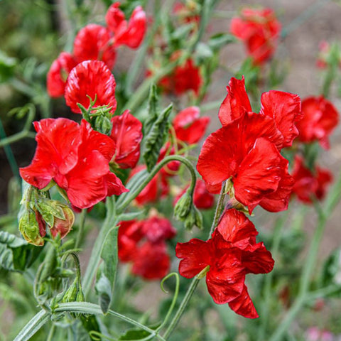 Tall Sweet Pea, Red