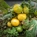 'Jinmeixiuzhu' Cherry Tomatoes, 200 Seeds
