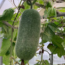 Yueguang Wax Gourd Seeds, 20g