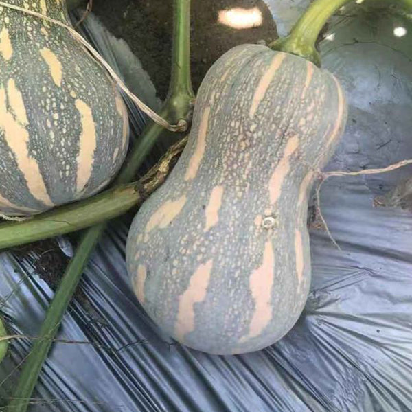 Peanut Pumpkin Seeds, 10 Seeds