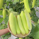 Spineless Creamy Cucumbers Seeds, 50 Seeds
