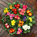 English Primrose Seeds, 200 Seeds