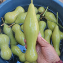'Ben Zhang' Gourd, 10 Seeds
