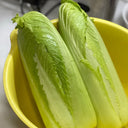 Taiyuan Erqing Chinese cabbage Seeds, 5 × 5g Bags