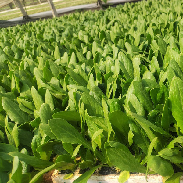 Agricultural Research Round-Leaf Lettuce Seeds, 10g