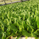 Agricultural Research Round-Leaf Lettuce Seeds, 10g