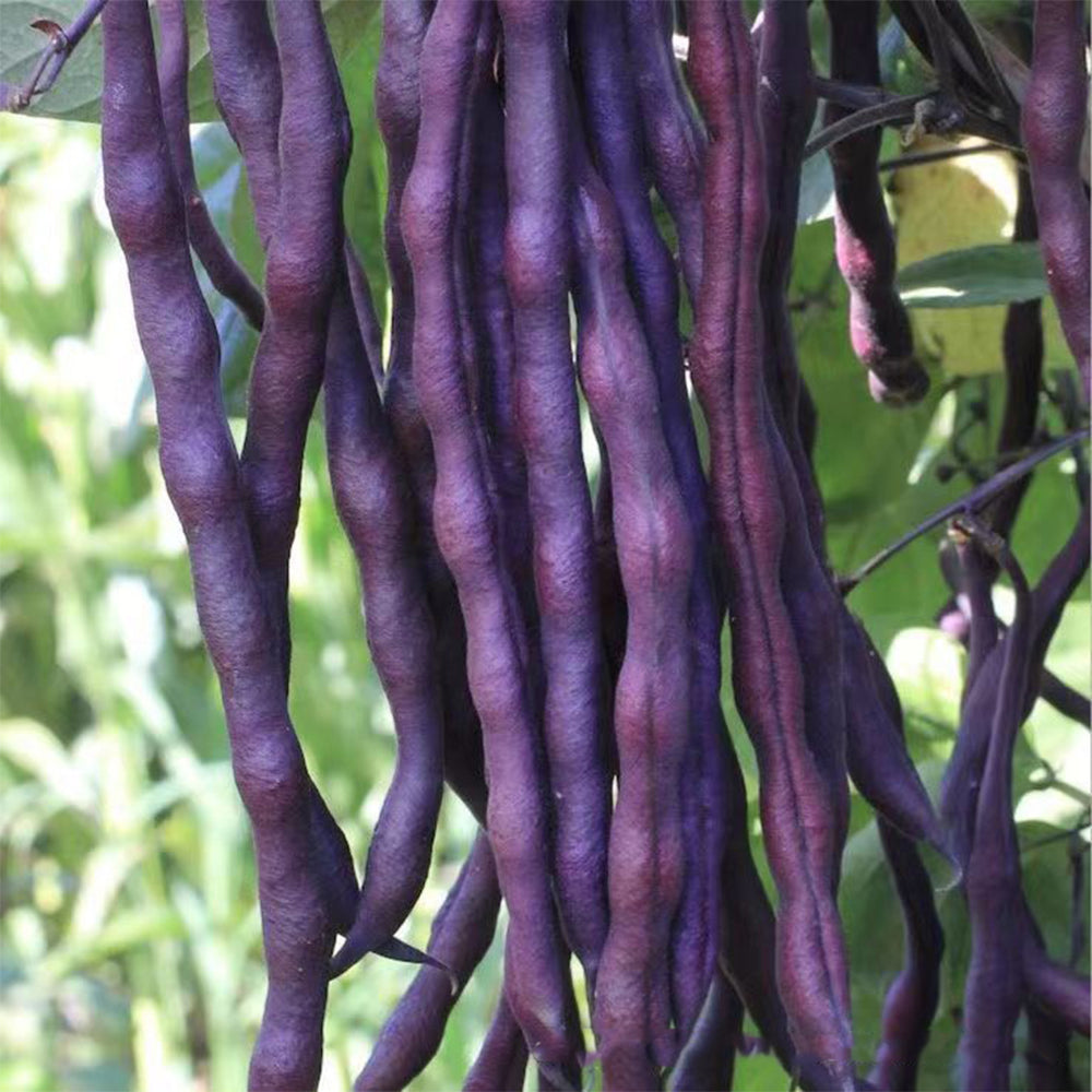 Fall Purple Kidney Bean Seeds, 10g Per Bag