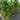 674 Golden Crown Tomato, 5 Seeds