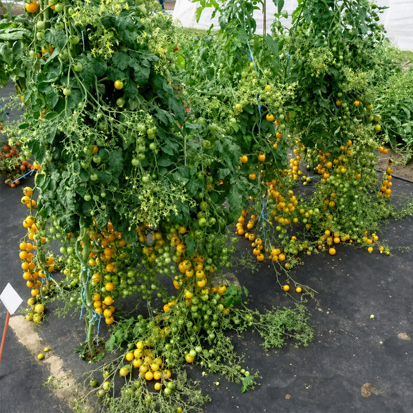 674 Golden Crown Tomato, 5 Seeds