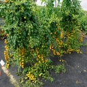 674 Golden Crown Tomato, 5 Seeds