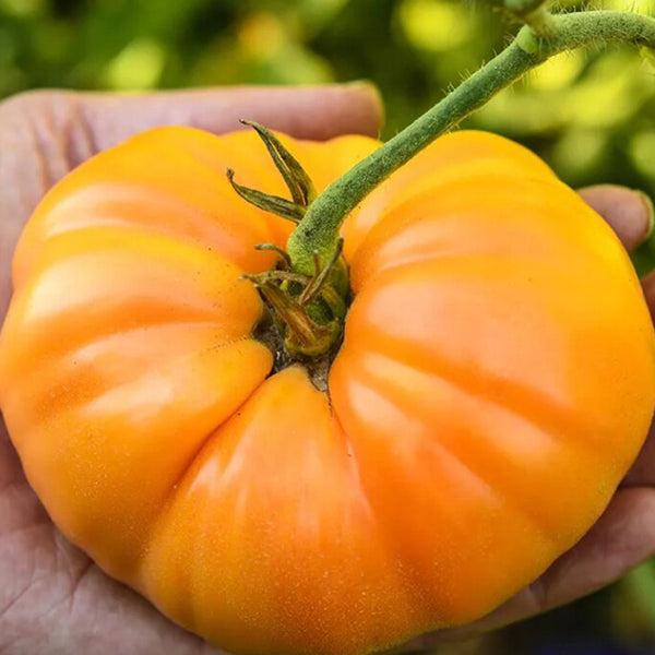 Golden Mango Tomato, 10 Seeds