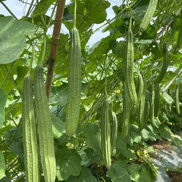 Jiemei Speckled Ridge Gourd, 20 Seeds