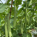Jiemei Speckled Ridge Gourd, 20 Seeds