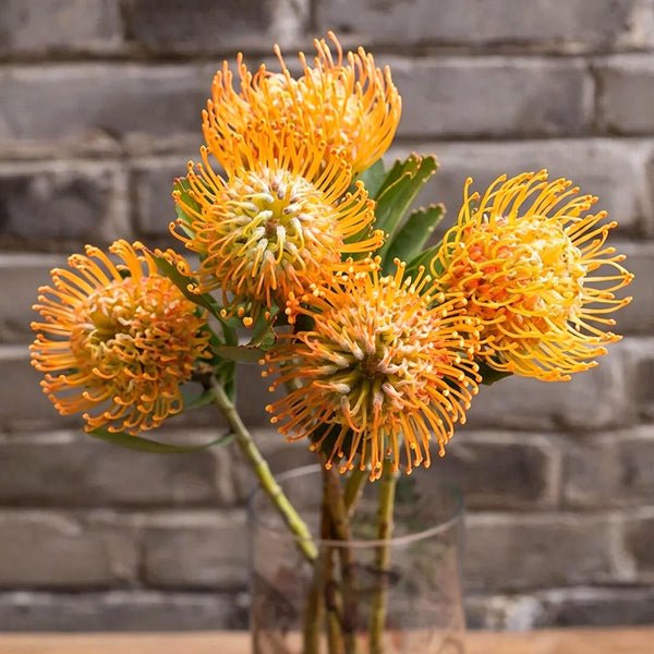 Orange Pincushion Protea, 2 Seeds