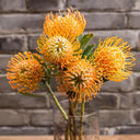 Orange Pincushion Protea, 2 Seeds