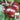 Martha Starfighter Tomato, 10 Seeds