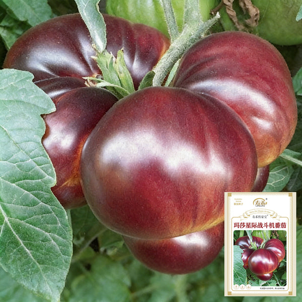 Martha Starfighter Tomato, 10 Seeds