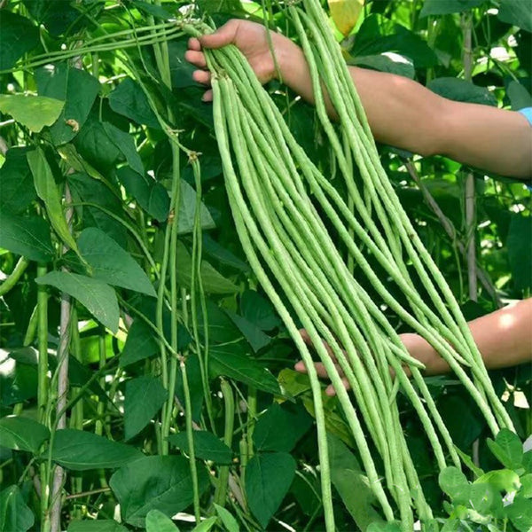 Continuously Harvestable Yardlong Bean Seeds, 5 × 5g Bags