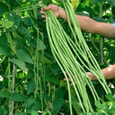 Continuously Harvestable Yardlong Bean Seeds, 5 × 5g Bags