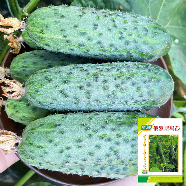 Russian Masha Fruit Cucumber, 20 Seeds