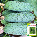 Russian Masha Fruit Cucumber, 20 Seeds