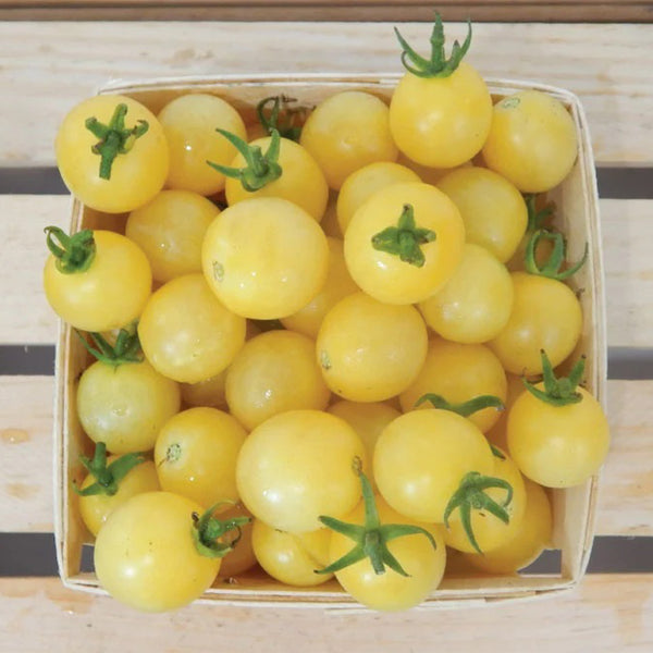 Italian Ice Cherry Tomato, 20 Seeds
