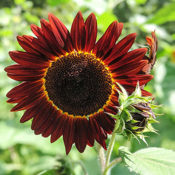 Hongyun Sunflower, 100 Seeds