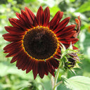 Hongyun Sunflower, 100 Seeds