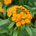 Orange Wallflower, 500 Seeds
