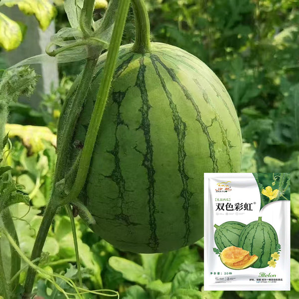 Rainbow Gift Watermelon Hybrid F1 Seeds, 20 Seeds