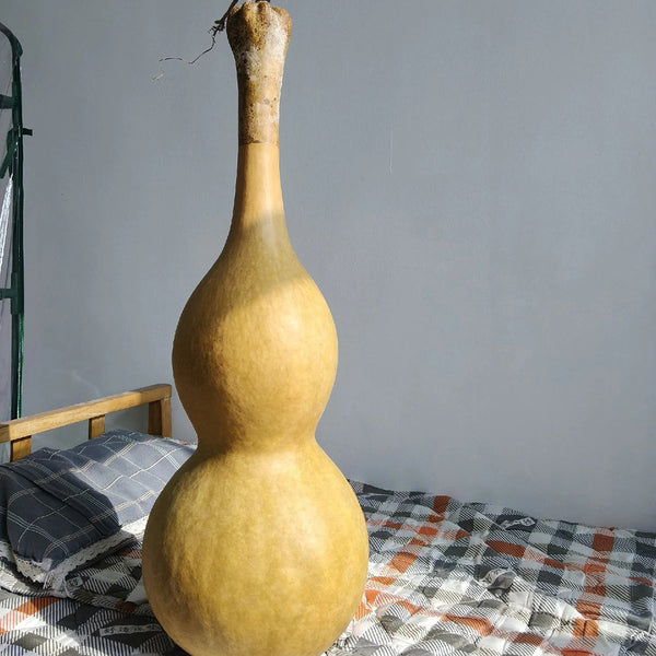 Extra Large Waist Gourd, 5 Seeds