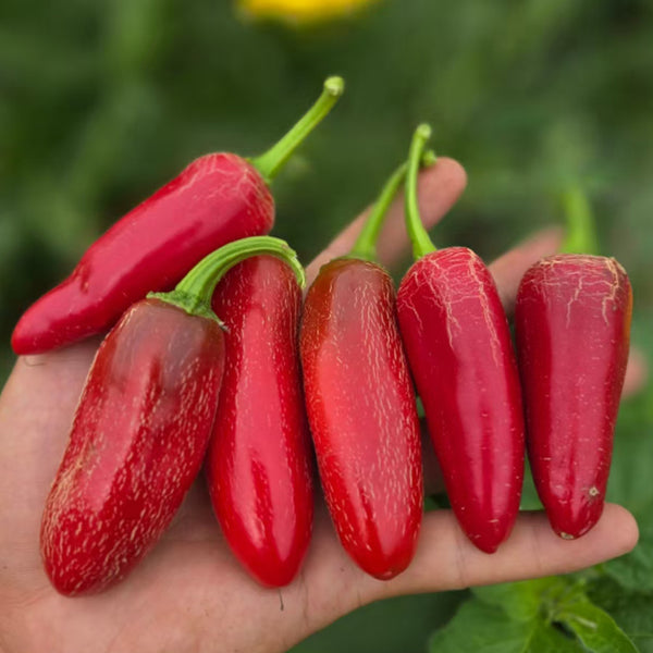Mexican Chili Pepper Seeds, 5 Seeds