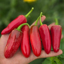 Mexican Chili Pepper Seeds, 5 Seeds