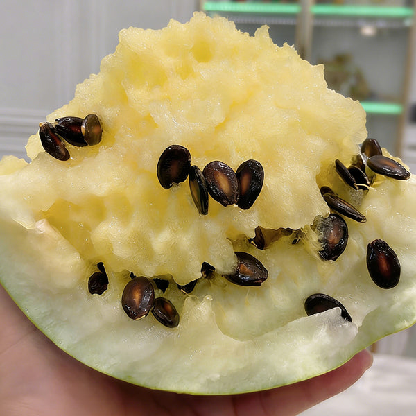 Large-seeded Watermelon Seeds,  20g