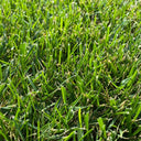 Festuca arundinacea 'Chenelle' Seeds, 200g