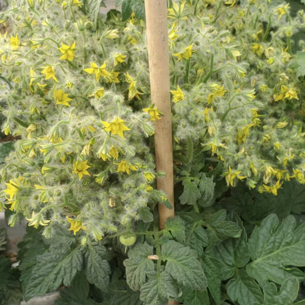800 Explosion Head Mini Dark Stripe Tomato, 3 Seeds