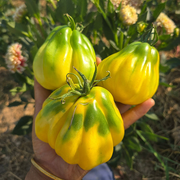 614 Tlacolula White Tomato, 5 Seeds