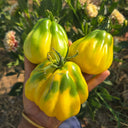 614 Tlacolula White Tomato, 5 Seeds