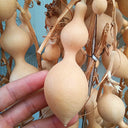 Ant Belly Gourd, 10 Seeds