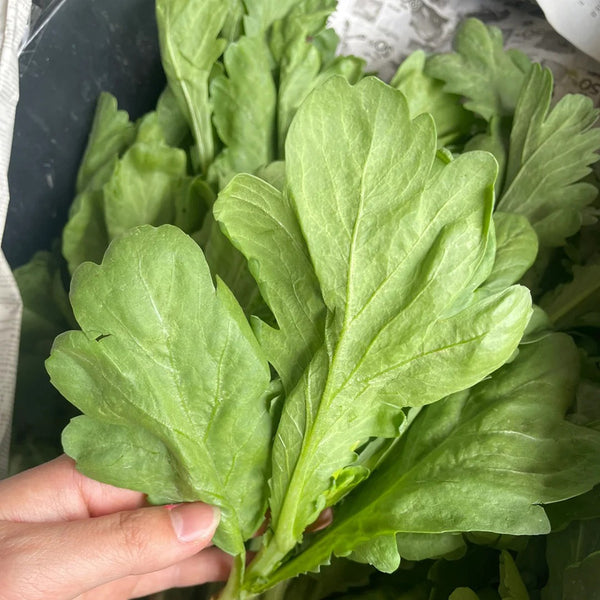 'Jiemei' Large-Leaf Garland Chrysanthemum Seeds, 10g