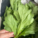 'Jiemei' Large-Leaf Garland Chrysanthemum Seeds, 10g