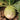 Beijing Mantanghong Radish Seeds, 10g