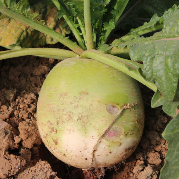 Beijing Mantanghong Radish Seeds, 10g