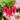 Thumb-sized Fruit Radish Seeds, 5g