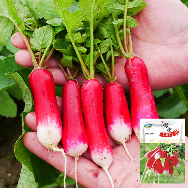 Thumb-sized Fruit Radish Seeds, 5g