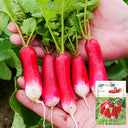 Thumb-sized Fruit Radish Seeds, 5g