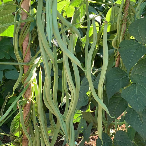 Huajun No.5 Snap Bean Seeds, 10g