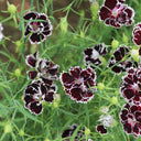 'Black-white Minstrel' Dianthus Seeds